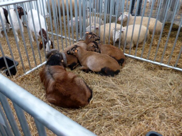 mieso kozie, mięso owcze, kontyngent taryfowy