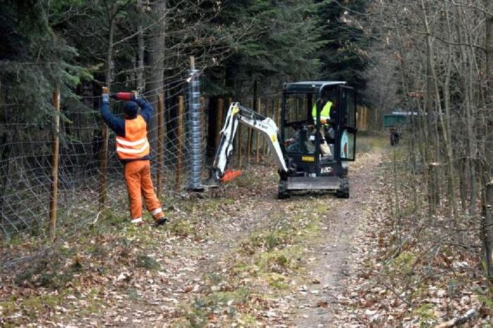 walka z asf w polsce, Nadleśnictwo Starachowice, Nadleśnictwa Ostrowiec Świętokrzyski