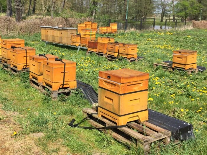 Ule na balkonie, miejska hodowla pszczół, włochy, mediolan