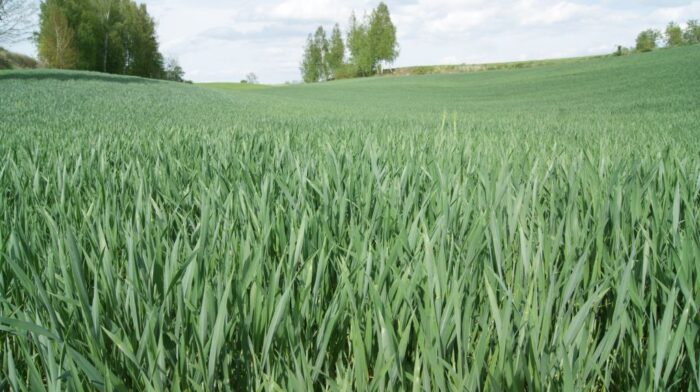 Izba Zbożowo-Paszowa, ceny zbóż, eksport ziarna, Monika Piątkowska