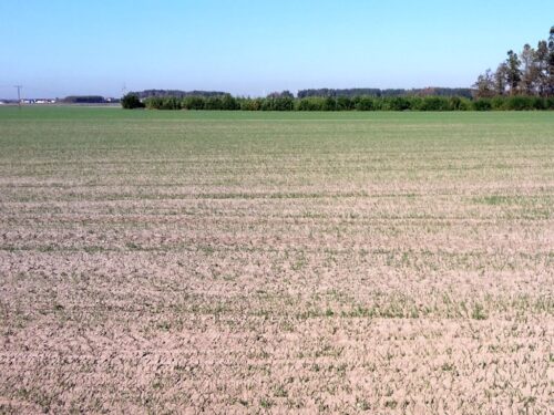 biologiczna ochrona upraw, rośliny rolnicze i ogrodnicze, janusz wojciechowski, grzegorz puda