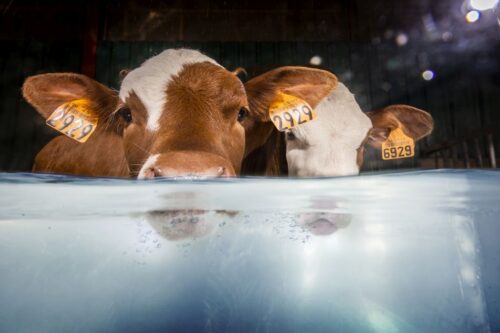 Sprayfo OsmoFit, cielęta, Trouw Nutrition, nawadnianie cieląt, cukry, sole potasowe, sole sodowe, składniki buforujace