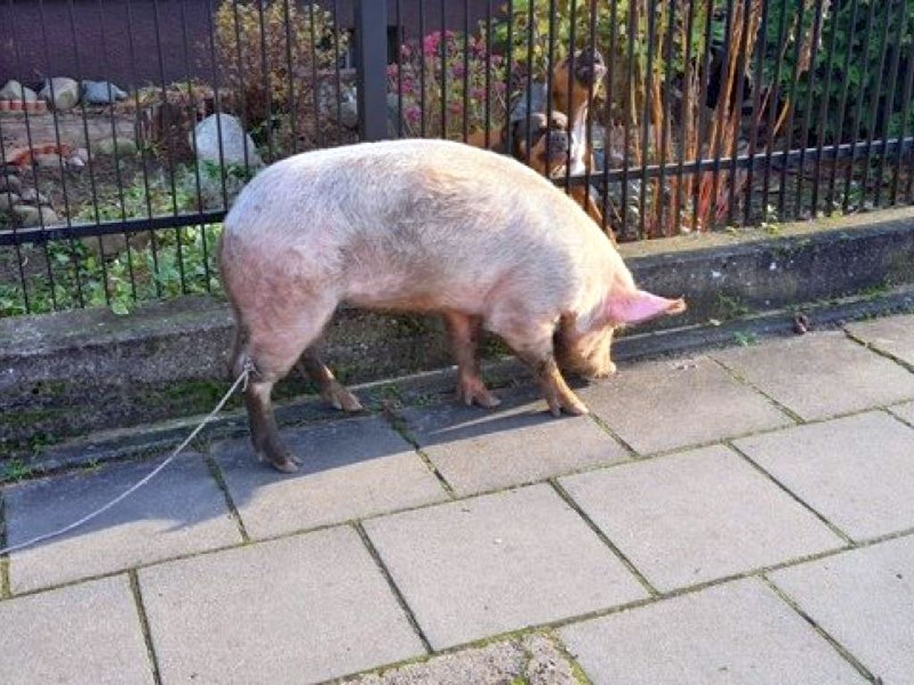 produkcja trzody chlewnej, ceny świń, opłacalność produkcji