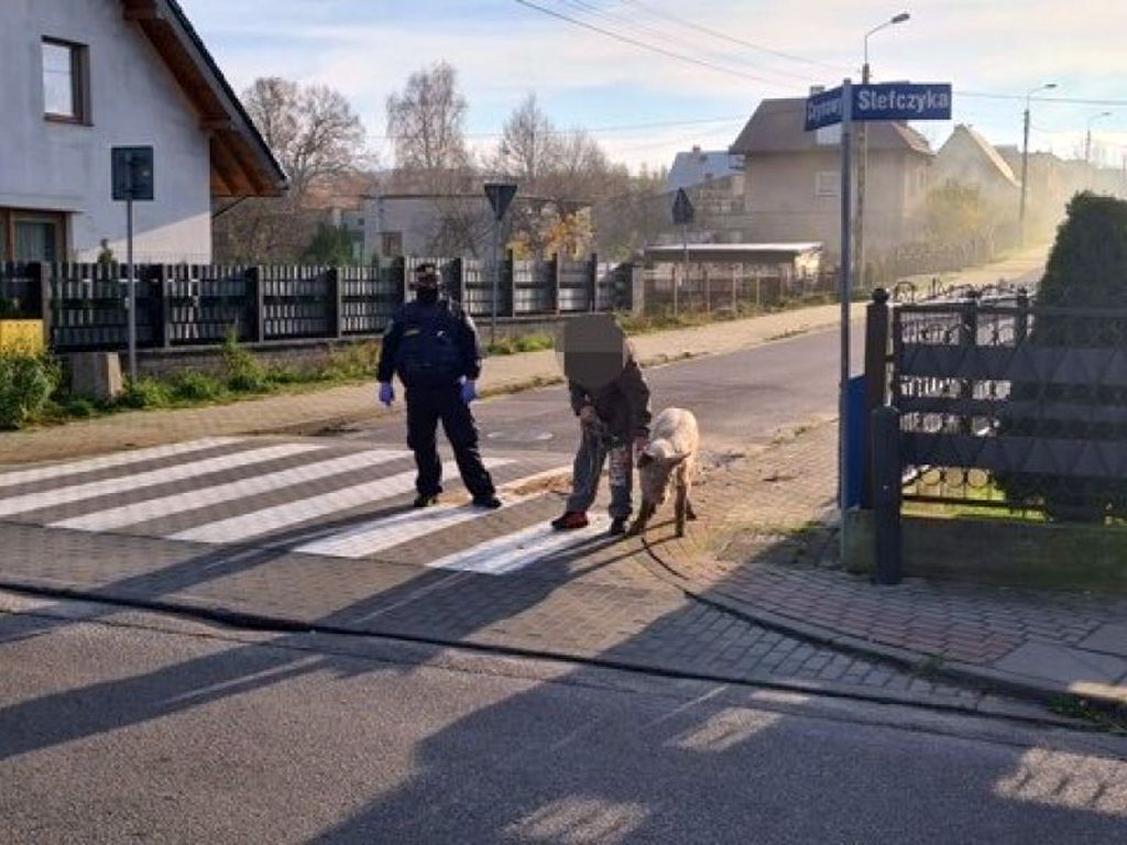 produkcja trzody chlewnej, ceny świń, opłacalność produkcji