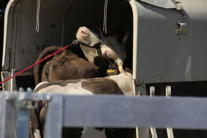 eksport żywych zwierząt, zakaz eksportu, wielka Brytania, dobrostan zwierząt,