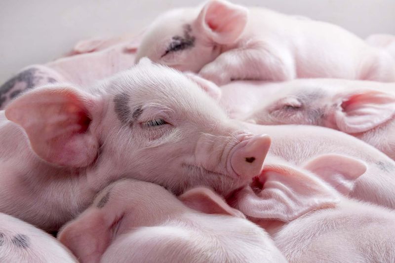 trzoda chlewna, prosię, prosięta