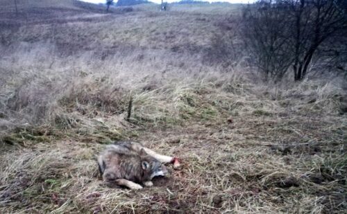 wilk we wnykach, kłusownictwo, Cierzpięty, RDOŚ w Olsztynie