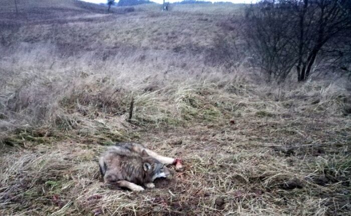 wilk we wnykach, kłusownictwo, Cierzpięty, RDOŚ w Olsztynie