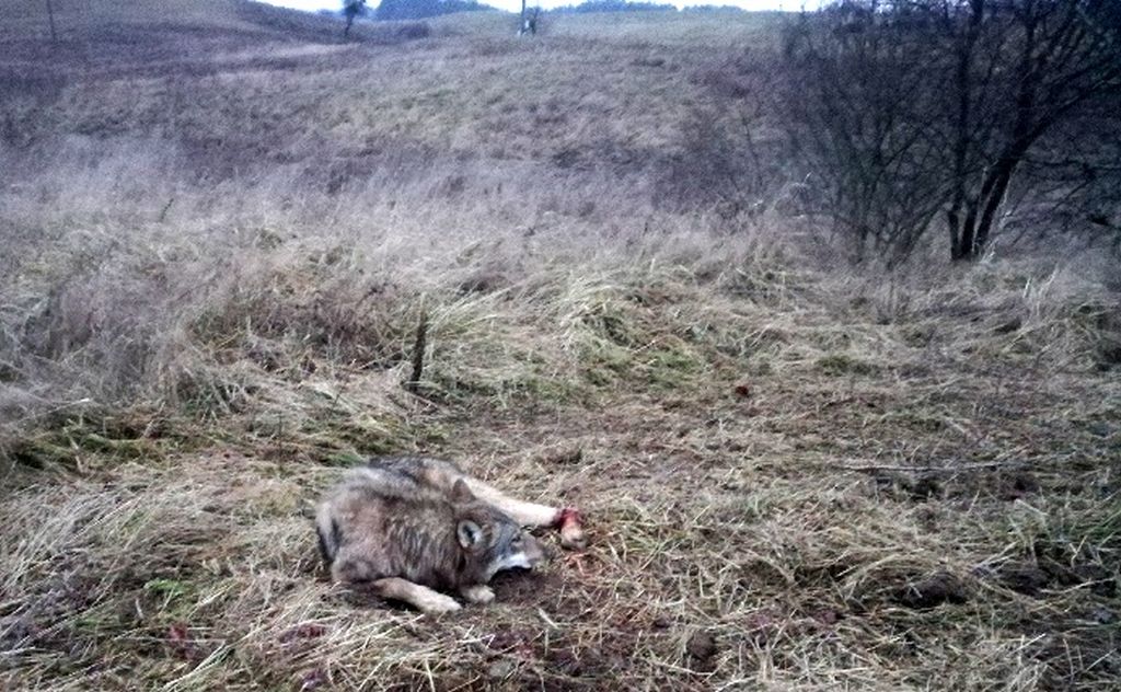 wilk we wnykach, kłusownictwo, Cierzpięty, RDOŚ w Olsztynie