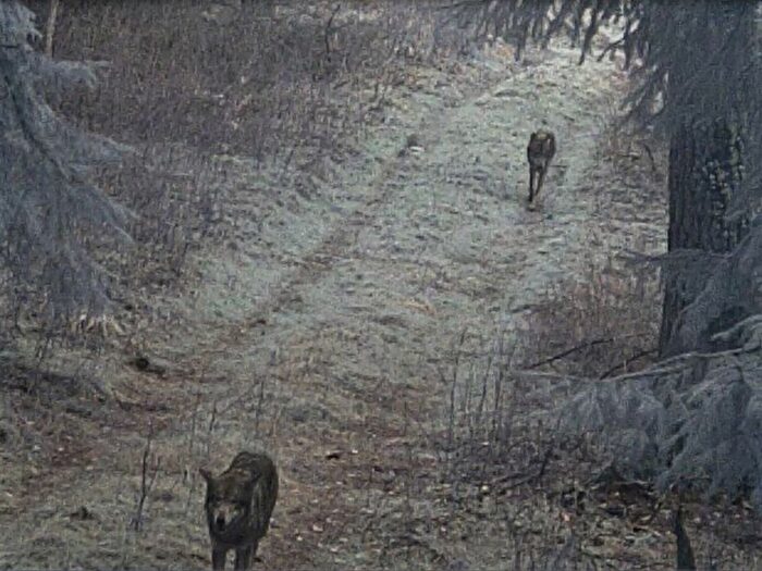 Polski Związek Łowiecki, Półkoty, powiat sejneński, myśliwi