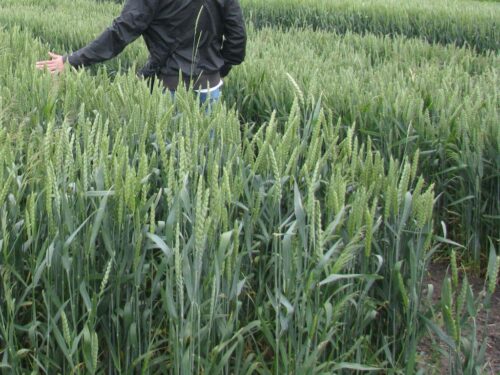 produkcja zbóż, pszenica, zboża paszowe