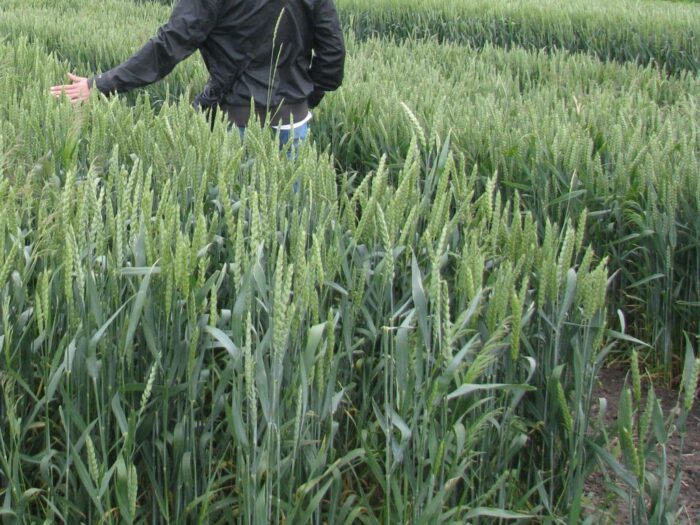 produkcja zbóż, pszenica, zboża paszowe