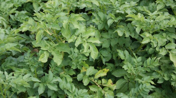 ziemniak, rośliny, pędy