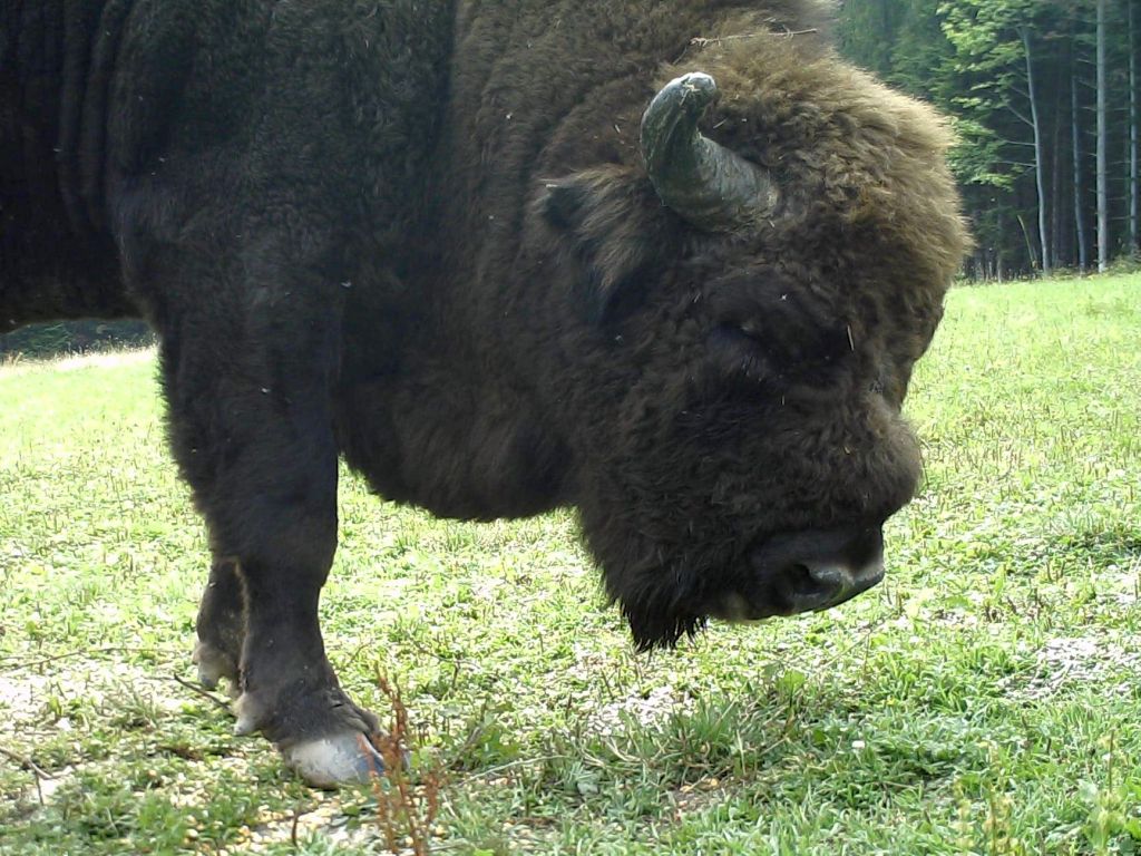 żubr, Nadleśnictwo Krynki, Generalna Dyrekcja Ochrony Środowiska, Wojewódzki Sąd Administracyjny