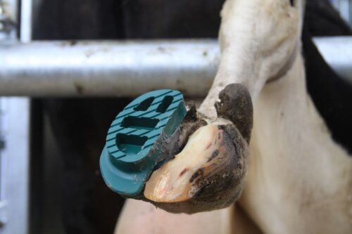 kulawizny bydła, krowy mleczne, racice, choroby racic, kulawizny u krów, korekcja racic, produkcja mleka, laktacja