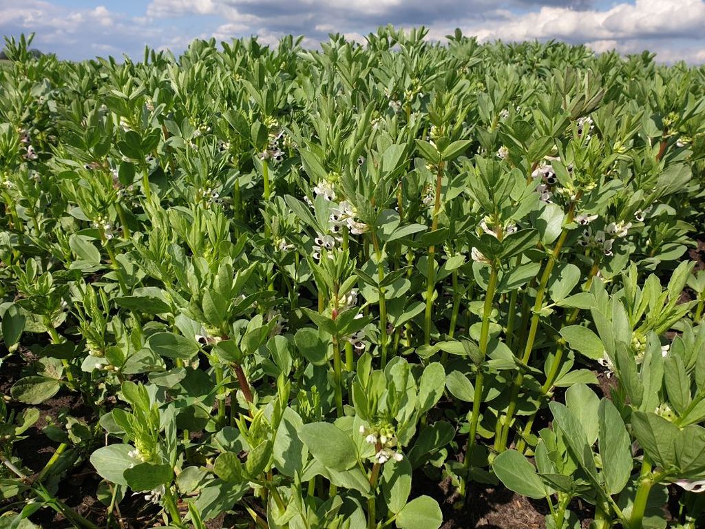 GAEC, Unia Europejska, ugorowanie, rośliny motylkowe, bobik, soczewica, groch, grunty, Komisja Europejska, ekoschematy