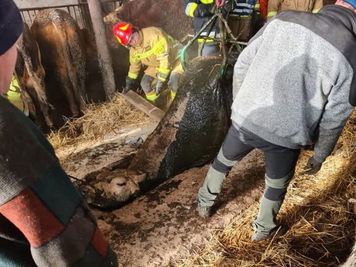Racięcice, gmina Sompolno, byki w szambie, bydło, straż pożarna