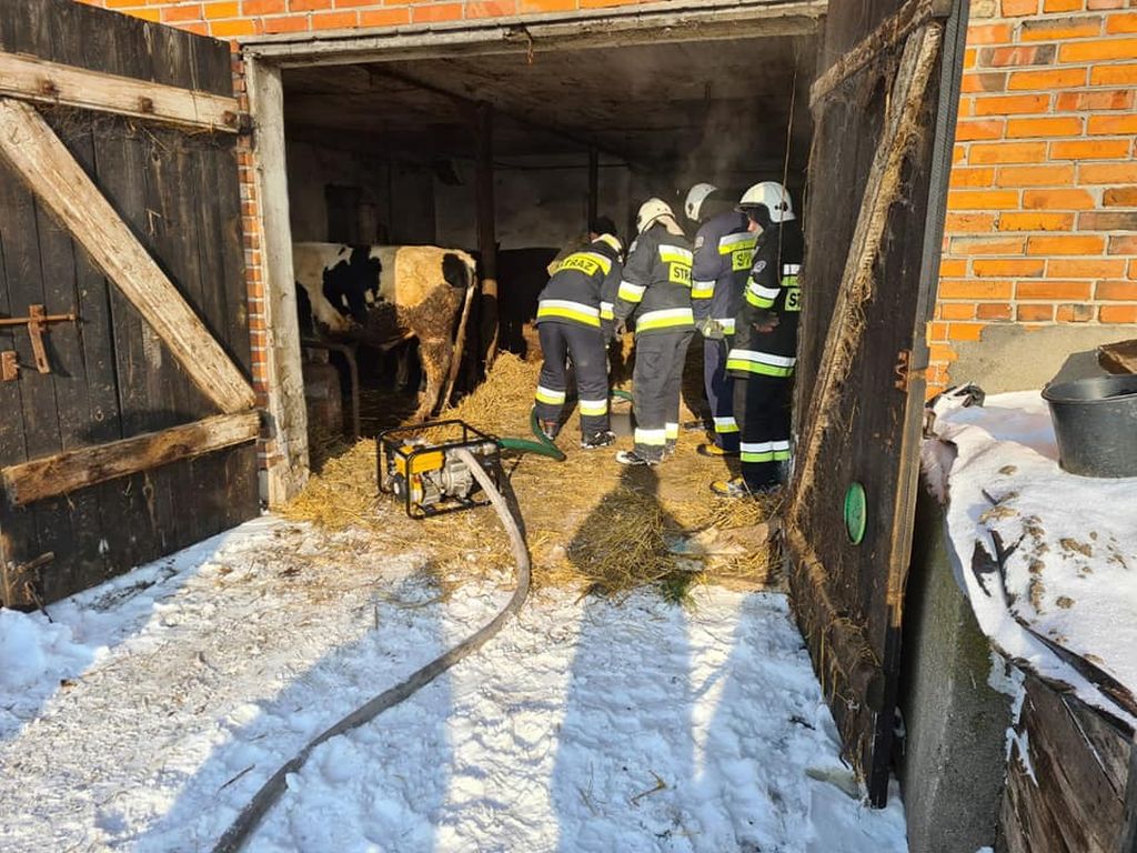 Racięcice, gmina Sompolno, byki w szambie, bydło, straż pożarna