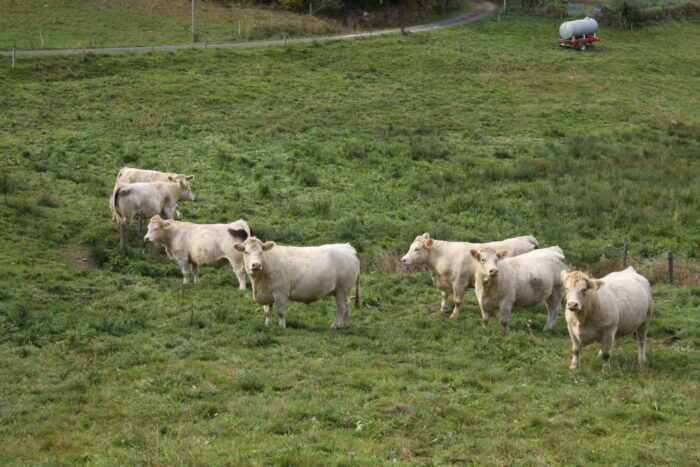 Francja, wieś we Francji, francuska wieś, zapach, hałas, odgłosy wsi, mieszkańcy miast, zwierzęta hodowlane