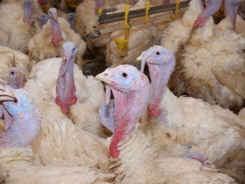 ptasia grypa, ognisko choroby, wirus HPAI,ognisko HPAI, indyki rzeźne, Inspekcja Weterynaryjna, hodowcy drobiu