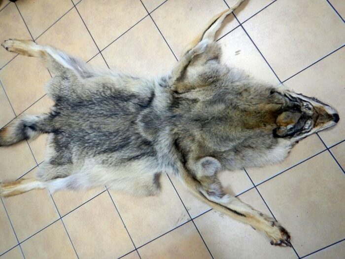 Krajowa Administracja Skarbowa, kas, skóra z wilka, olej z krokodyla, ekstrakt z konika