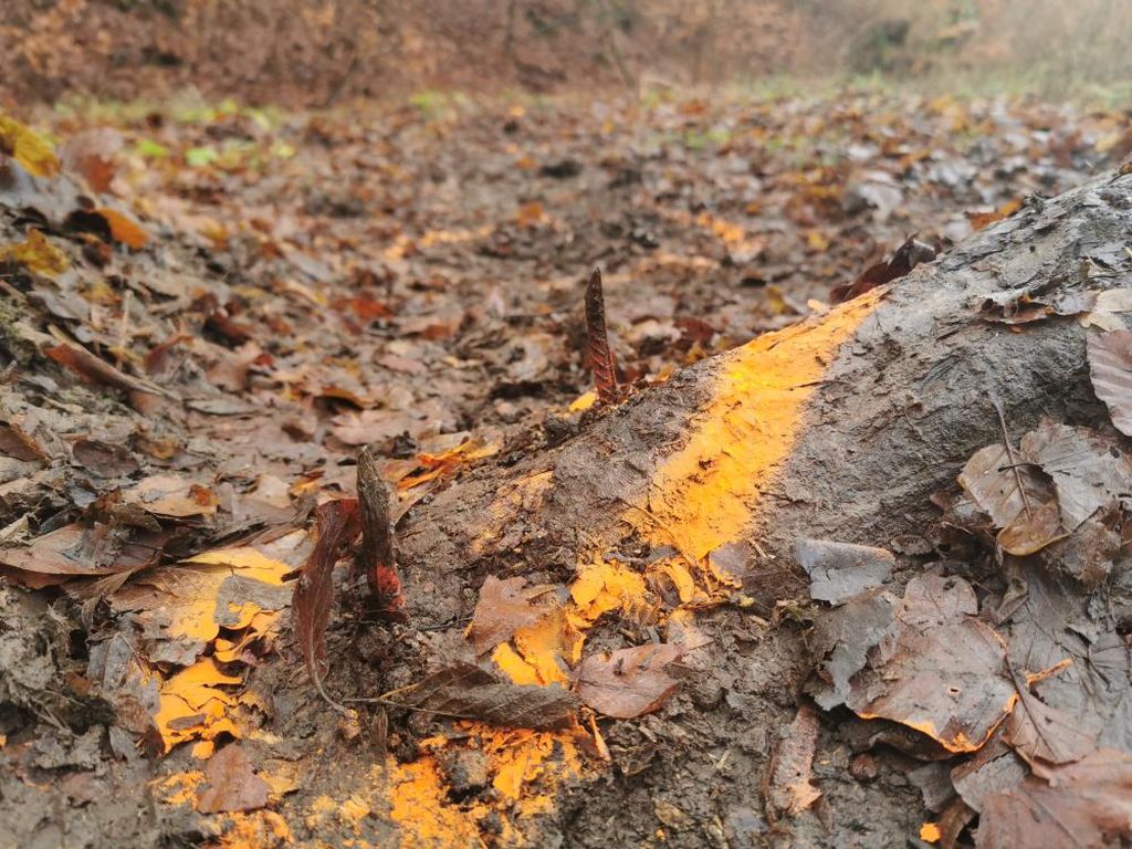 pułapki w lasach, kolce w lesie, straż leśna, niebezpieczeństwo