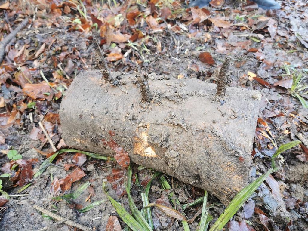 pułapki w lasach, kolce w lesie, straż leśna, niebezpieczeństwo