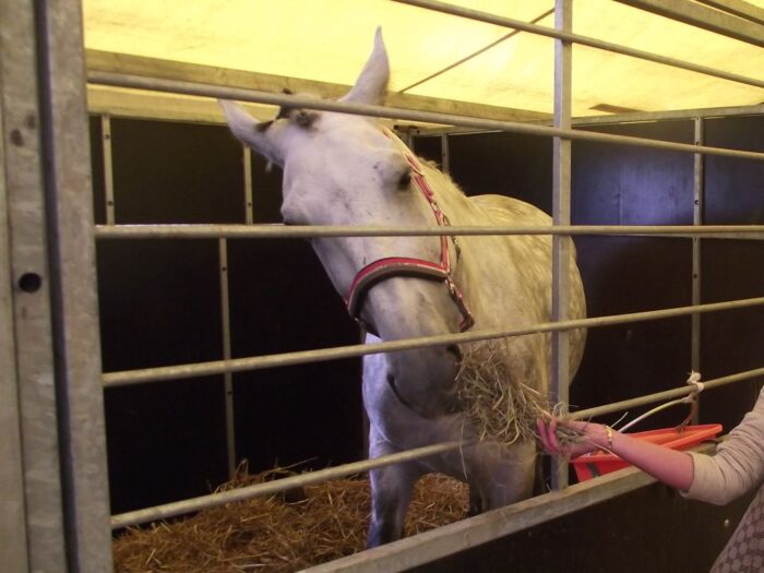 Działania "Dobrostan zwierząt", Grzegorz Puda, PROW 2014-2020, konie, owce