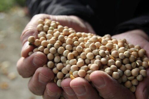 drobiarze, drób, białko paszowe, cel wskaźnikowy dla białka paszowego, GMO, nonGMO, polskie białko, śruta sojowa, drób