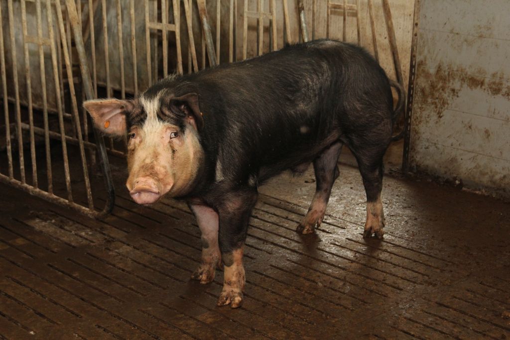knur, nasienie knurów, nasienie, centra pozyskiwania nasienia. producenci materiału biologicznego, świnie, lochy