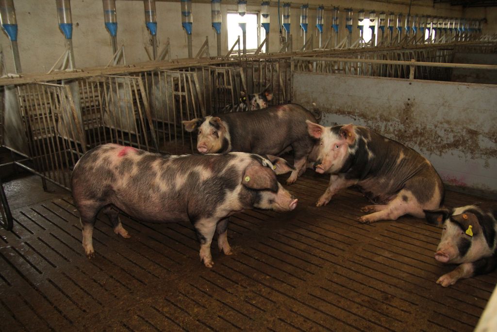 świnie rasy puławskiej, maciory, loszki, warchlaki, tuczniki, polskie białko, groch, bobik, nonGMO, knur