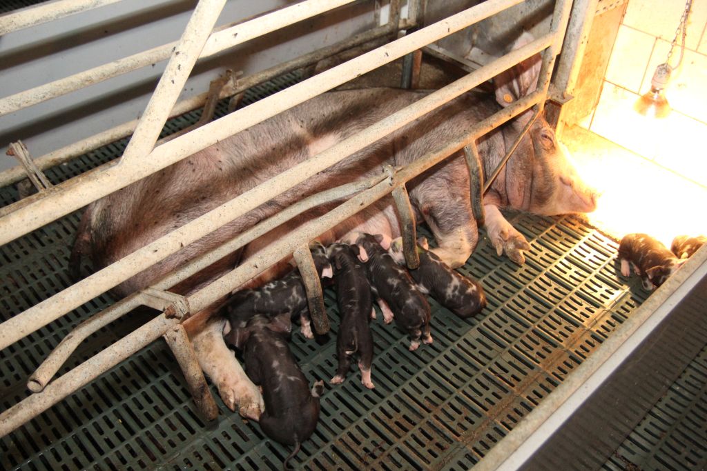 świnie rasy puławskiej, maciory, loszki, warchlaki, tuczniki, polskie białko, groch, bobik, nonGMO, knur