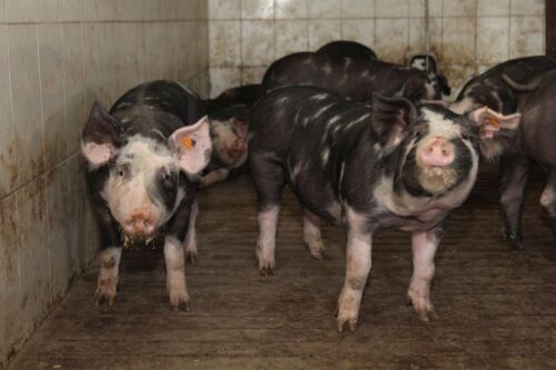 Raport Wieprzowina - Nowa perspektywa, Witold Choiński, Polskie Mięso, Tomasz Schwarz, opłacalność produkcji tuczników