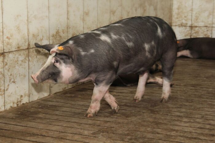 Raport Wieprzowina - Nowa perspektywa, Witold Choiński, Polskie Mięso, Tomasz Schwarz, opłacalność produkcji tuczników