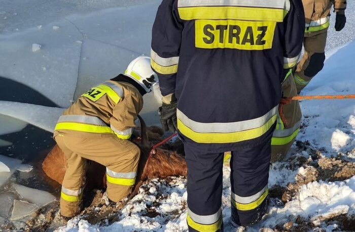 zwierzęta pod lodem, alpaka, Węglewskie Holendry, Zdziarzec