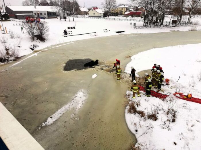 korowy pogłowie obora