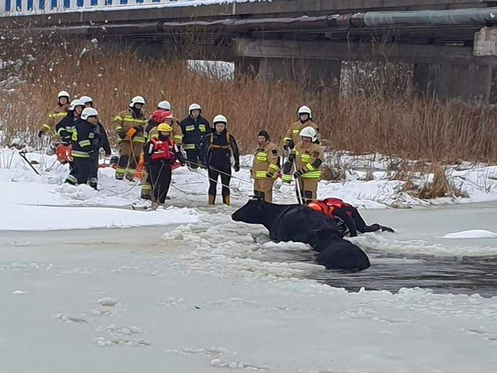 korowy pogłowie obora