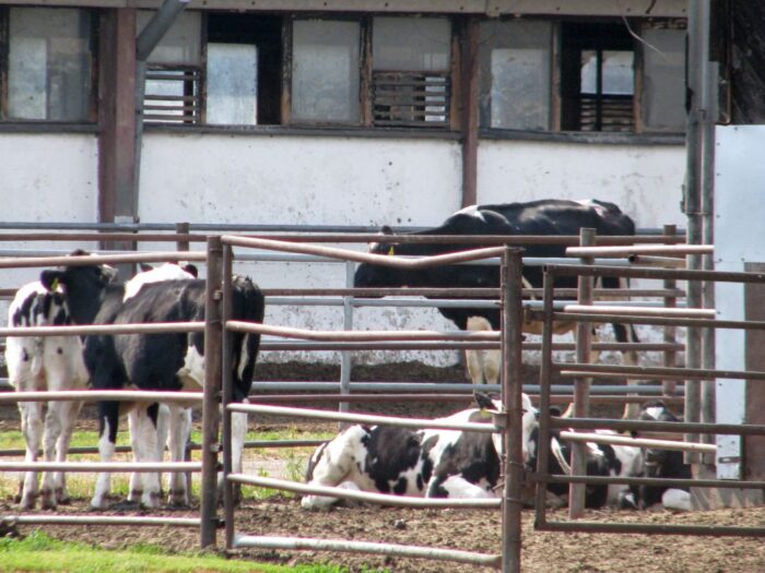 korowy pogłowie obora
