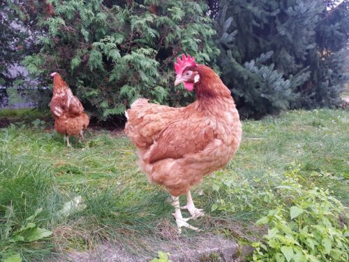 rośliny białkowe, polskie białko paszowe, drób, groch, bobik, pasze dla zwierząt, drób rzeźny, kury nieśne