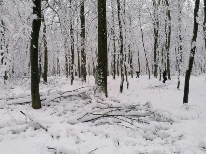 las, ściółka, pożary lasów, susza
