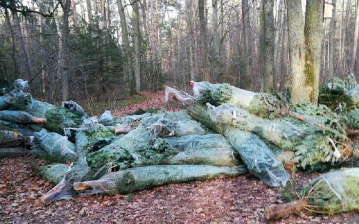 lasy_panstwowe_sprzedaz