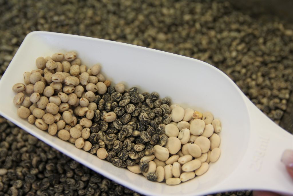 rośliny białkowe, polskie białko paszowe, drób,łubin, pasze dla zwierząt, drób rzeźny, kury nieśne, indyki