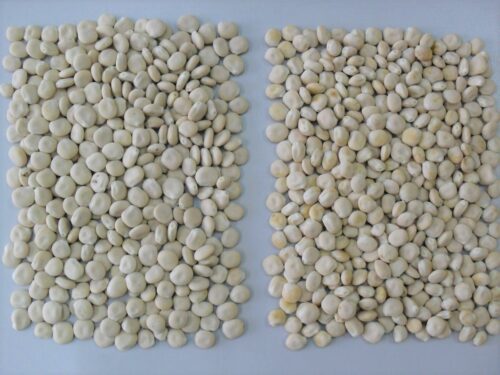 łubin biały, łubin żółty, łubin wąskolistny, warchlaki, tuczniki, trzoda chlewna, żywienie świn, białko ogólne