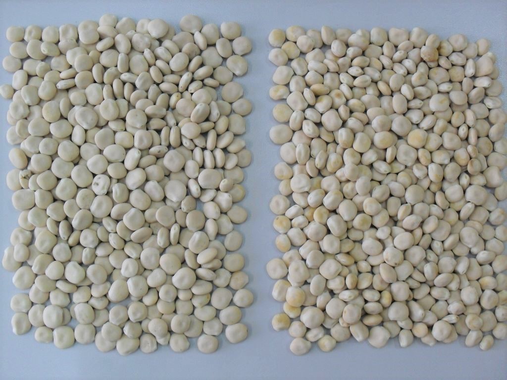 łubin biały, łubin żółty, łubin wąskolistny, warchlaki, tuczniki, trzoda chlewna, żywienie świn, białko ogólne