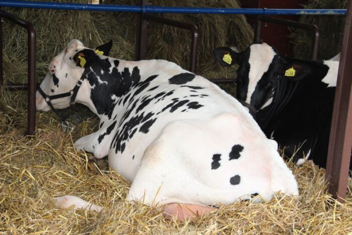 pożar obory, bydło mleczne, krowy wygnane na pole, straż pożarna, baloty słomy