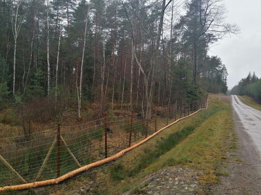 dziki, ASF, ogrodzenie, świętokrzyskie, mazowieckie