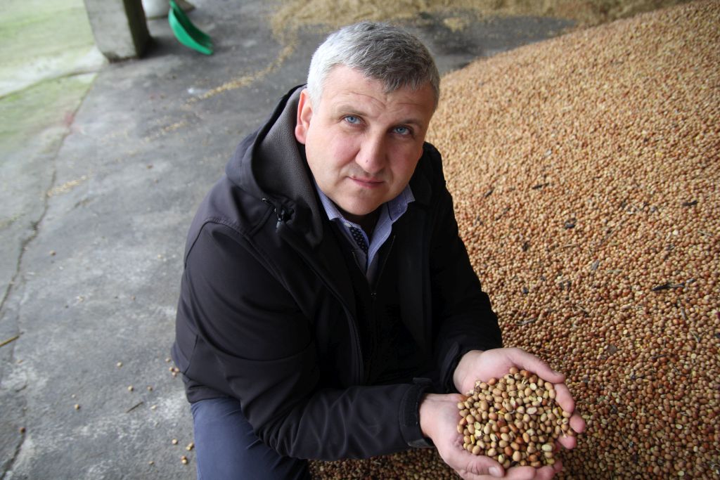 świnie rasy puławskiej, maciory, loszki, warchlaki, tuczniki, polskie białko, groch, bobik, nonGMO, knur