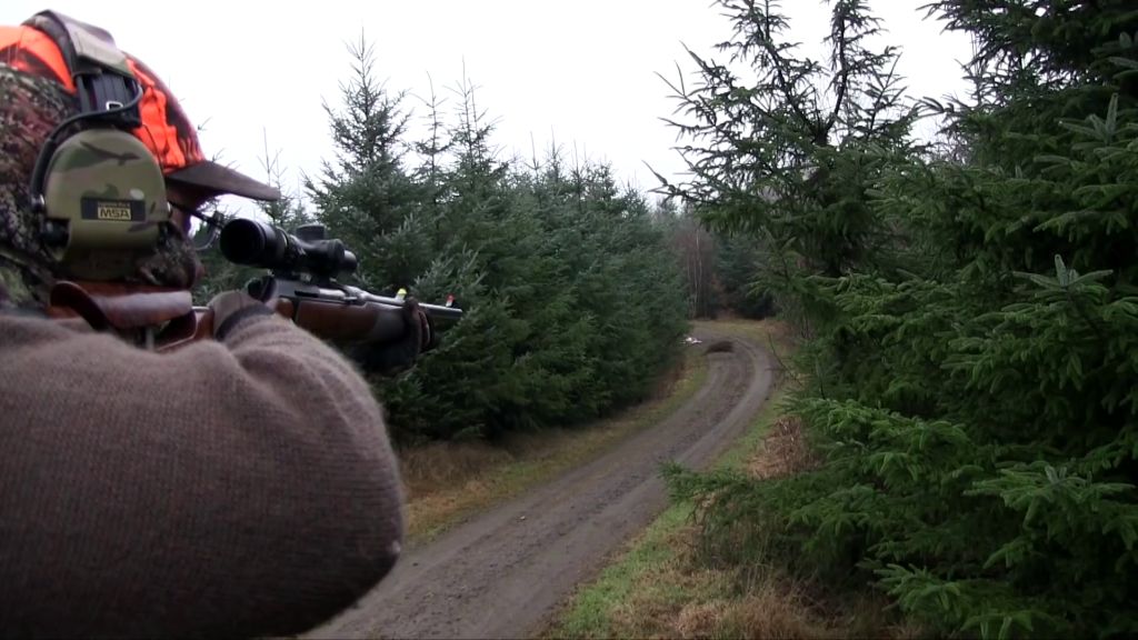 polowanie na dziki, bioasekuracja, walka z asf w polsce, odstrzał dzików