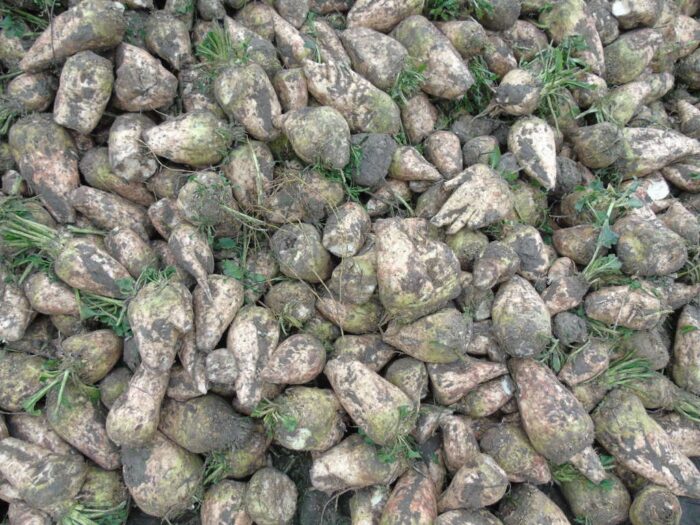 KSC, badanie zawartości cukru w korzeniach buraka cukrowego, polaryzacja, instrukcja odbioru buraków cukrowych,