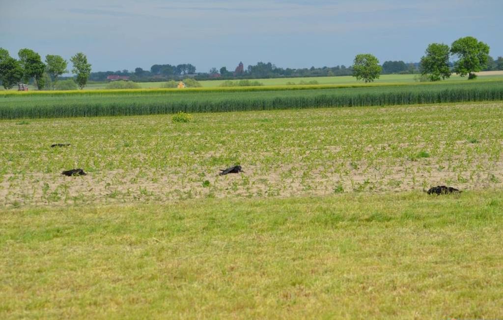 Wielowieś, powiat krotoszyński, martwe ptaki na polu, Maciej Meler